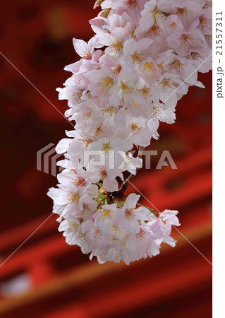 紀三井寺大門桜6 21557311