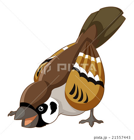 Cartoon smiling sparrow Cartoon smiling sparrow 21557443