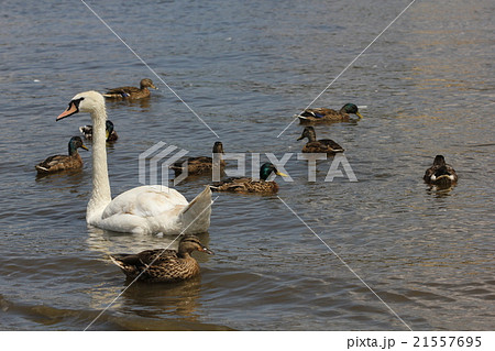 Ducks, Mallards and swan 8445 Ducks, Mallards and swan 8445 21557695