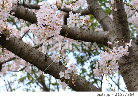 紀三井寺桜10 紀三井寺桜10 21557864