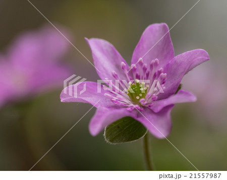 春の野のユキワリソウ 21557987