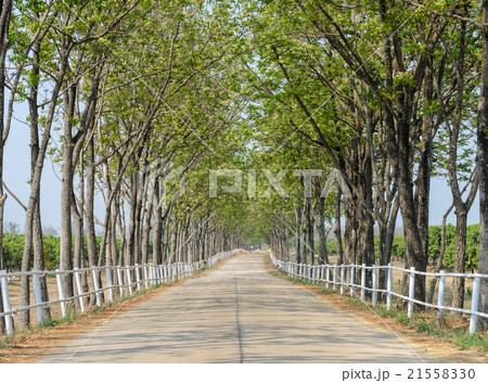 Tree lined road to farm Tree lined road to farm 21558330