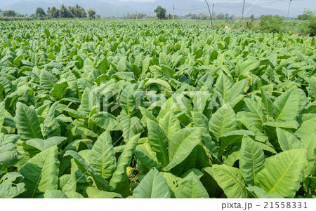 Tobbaco plantation in Thailand 21558331