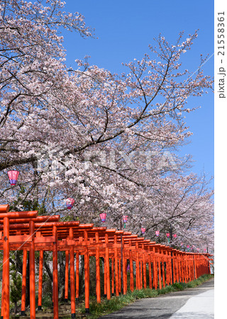 丸高稲荷神社　鳥居と桜 21558361