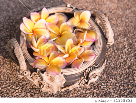 plumeria flower floating on the water,soft focus 21558852