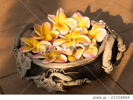 plumeria flower floating on the water,soft focus 21558894