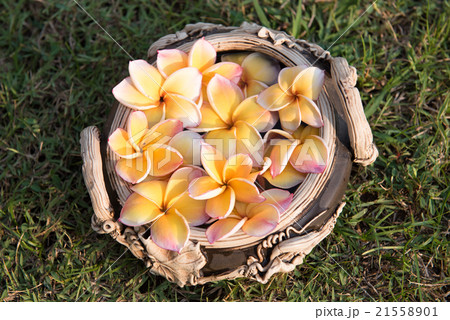 plumeria flower floating on the water,soft focus plumeria flower floating on the water,soft focus 21558901