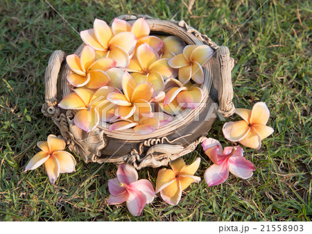 plumeria flower floating on the water,soft focus 21558903