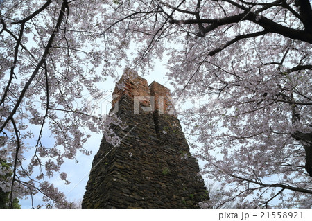 世界遺産　萩反射炉　桜 21558921
