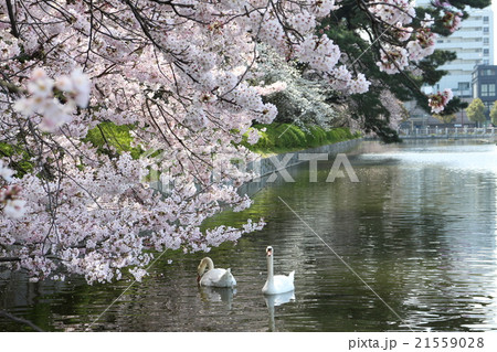 城山公園のお堀の満開のサクラと白鳥 城山公園のお堀の満開のサクラと白鳥 21559028