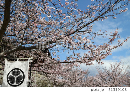 伊予松山城の桜 伊予松山城の桜 21559108