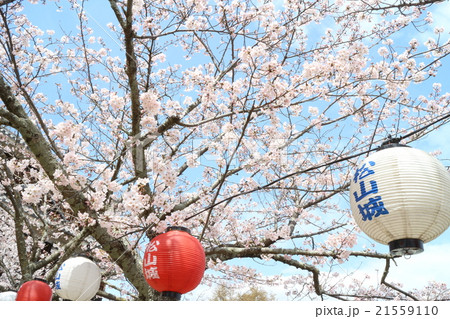松山城春まつりの提灯と満開の桜 松山城春まつりの提灯と満開の桜 21559110