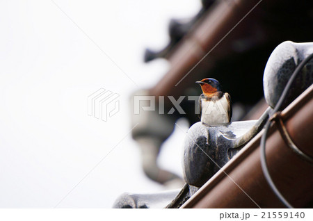ツバメ 21559140