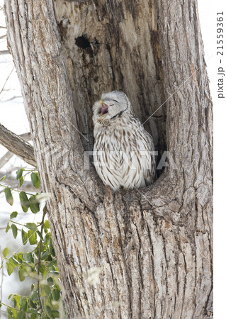 エゾフクロウ エゾフクロウ 21559361