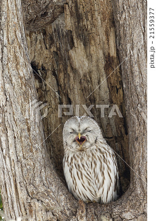 エゾフクロウ 21559377