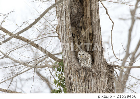 エゾフクロウ 21559456