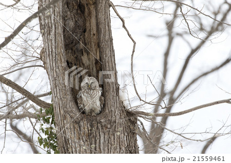 エゾフクロウ 21559461