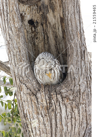 エゾフクロウ エゾフクロウ 21559465