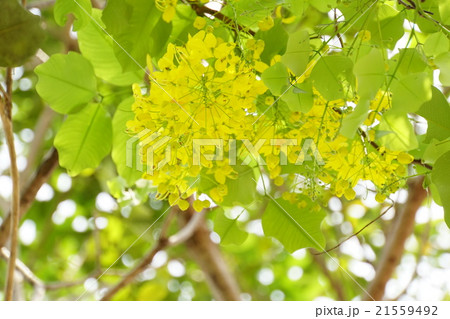 Golden Shower（ゴールデンシャワー） 21559492