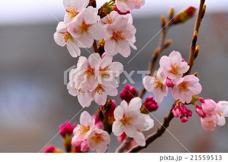 桜 21559513
