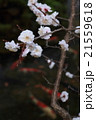 桜（懐古園） 21559618