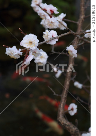 桜（懐古園） 21559618