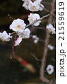 サクラ（懐古園） 21559619