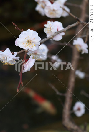 サクラ（懐古園） 21559619