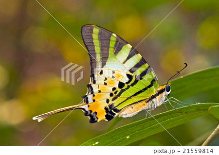 Five-bar Swordtail, Graphium antiphates 21559814