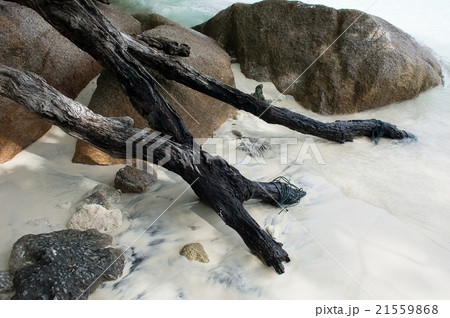 Driftwood at the beach 21559868