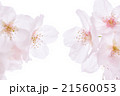 白バックで使いやすいサクラ 21560053