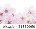 白バックで使いやすいサクラ 21560060