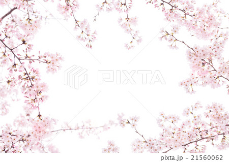 白バックで使いやすいサクラ 白バックで使いやすいサクラ 21560062