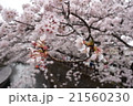 桜の小枝 21560230