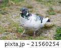 歩いている鳩 21560254