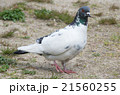 歩いている鳩 21560255