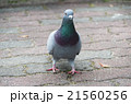 歩いている鳩 21560256