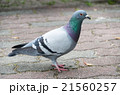 歩いている鳩 21560257