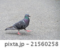 歩いている鳩 21560258