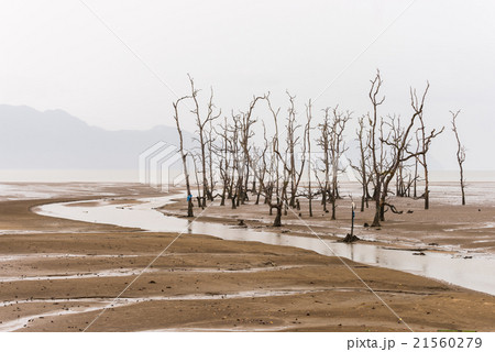 Low tide 21560279