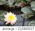 水連 21560527