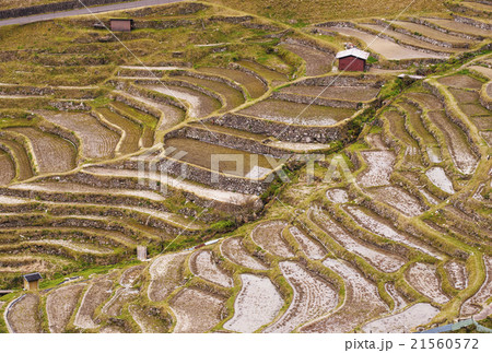 丸山千枚田 棚田 丸山千枚田 棚田 21560572