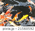 錦鯉と金色の鯉 21560592