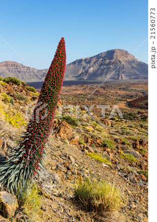 Red tajinaste flowers on the El Teide Volcano Red tajinaste flowers on the El Teide Volcano 21560773