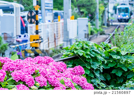 アジサイ あじさい 紫陽花 梅雨 初夏の花 植物 紫陽花の画像素材 写真素材 コピースペース アジサイ あじさい 紫陽花 梅雨 初夏の花 植物 紫陽花の画像素材 写真素材 コピースペース 21560897