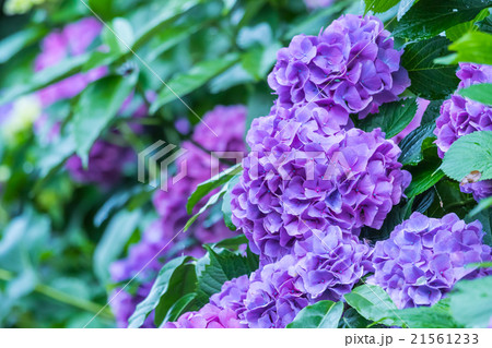 アジサイ あじさい 紫色 紫陽花 梅雨 初夏の花 植物 紫陽花の画像素材 写真素材 コピースペースの写真素材