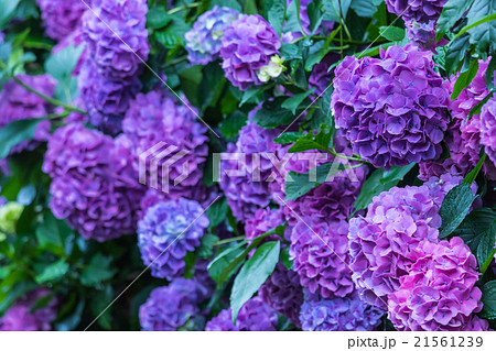 アジサイ あじさい 紫色 紫陽花 梅雨 初夏の花 植物 紫陽花の画像素材 写真素材 コピースペースの写真素材