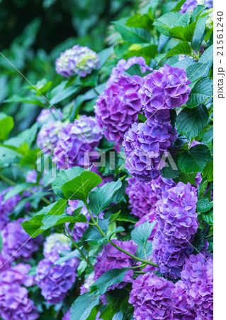 アジサイ　あじさい　紫色　紫陽花　梅雨　初夏の花　植物　紫陽花の画像素材　写真素材　コピースペース 21561240