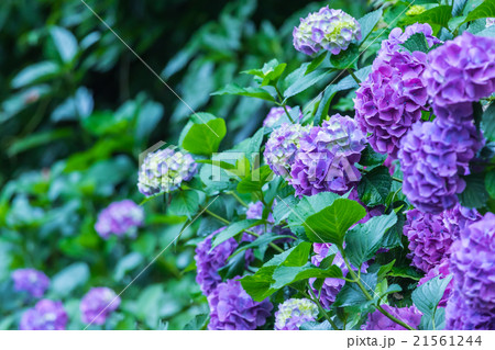 アジサイ あじさい 紫色 紫陽花 梅雨 初夏の花 植物 紫陽花の画像素材 写真素材 コピースペースの写真素材