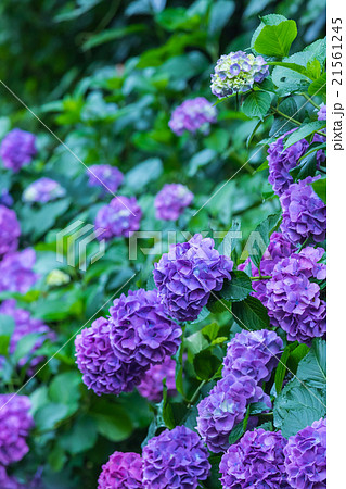 アジサイ あじさい 紫色 紫陽花 梅雨 初夏の花 植物 紫陽花の画像素材 写真素材 コピースペースの写真素材